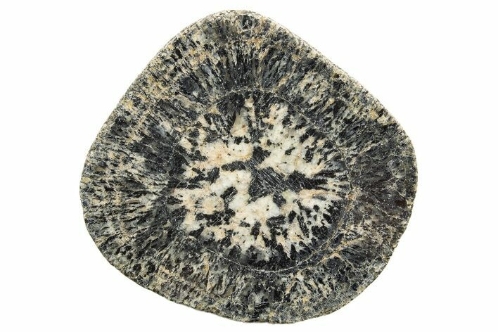 Polished Orbicular Granite Section - Western Australia #317973